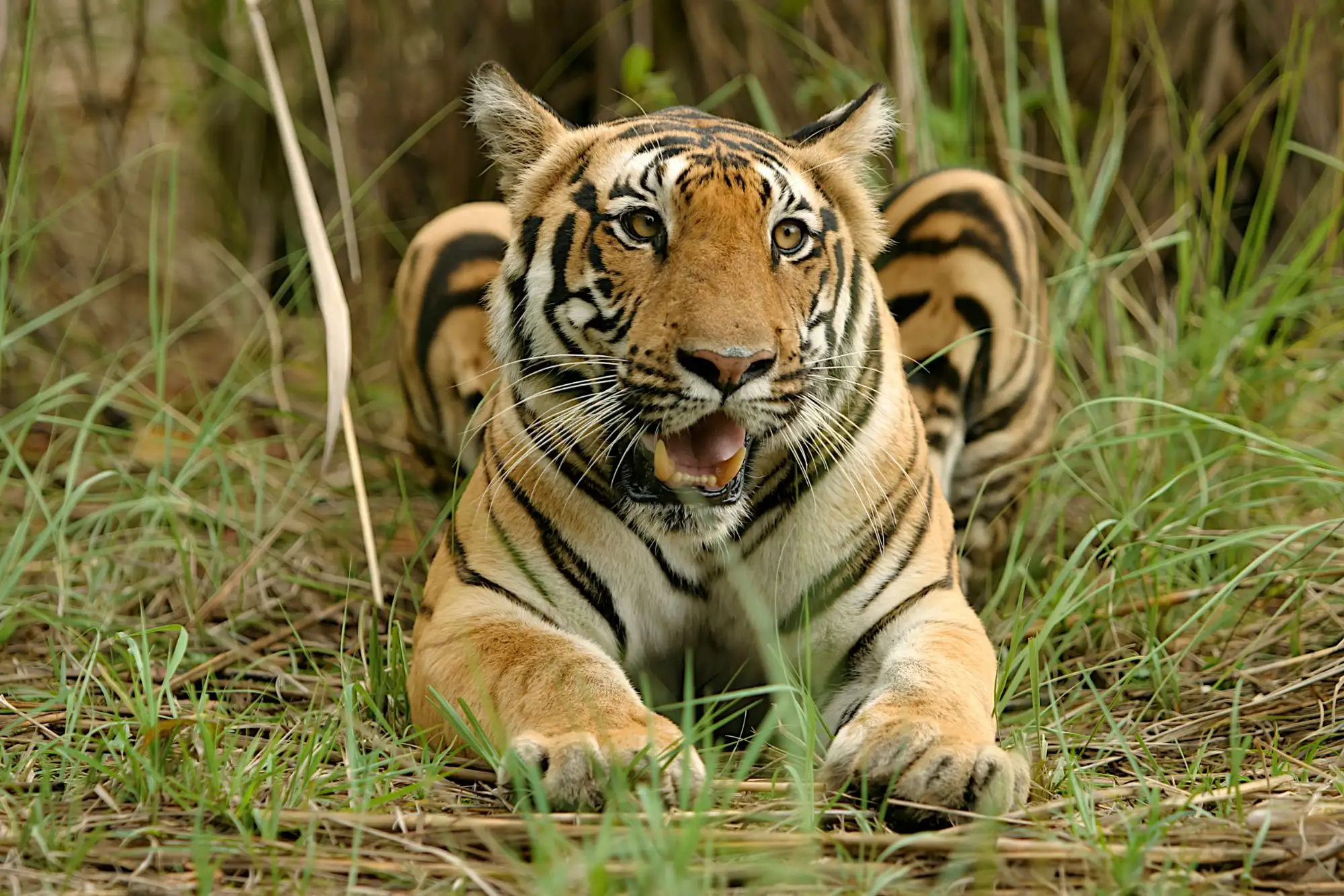 Kanha Tiger Reserve