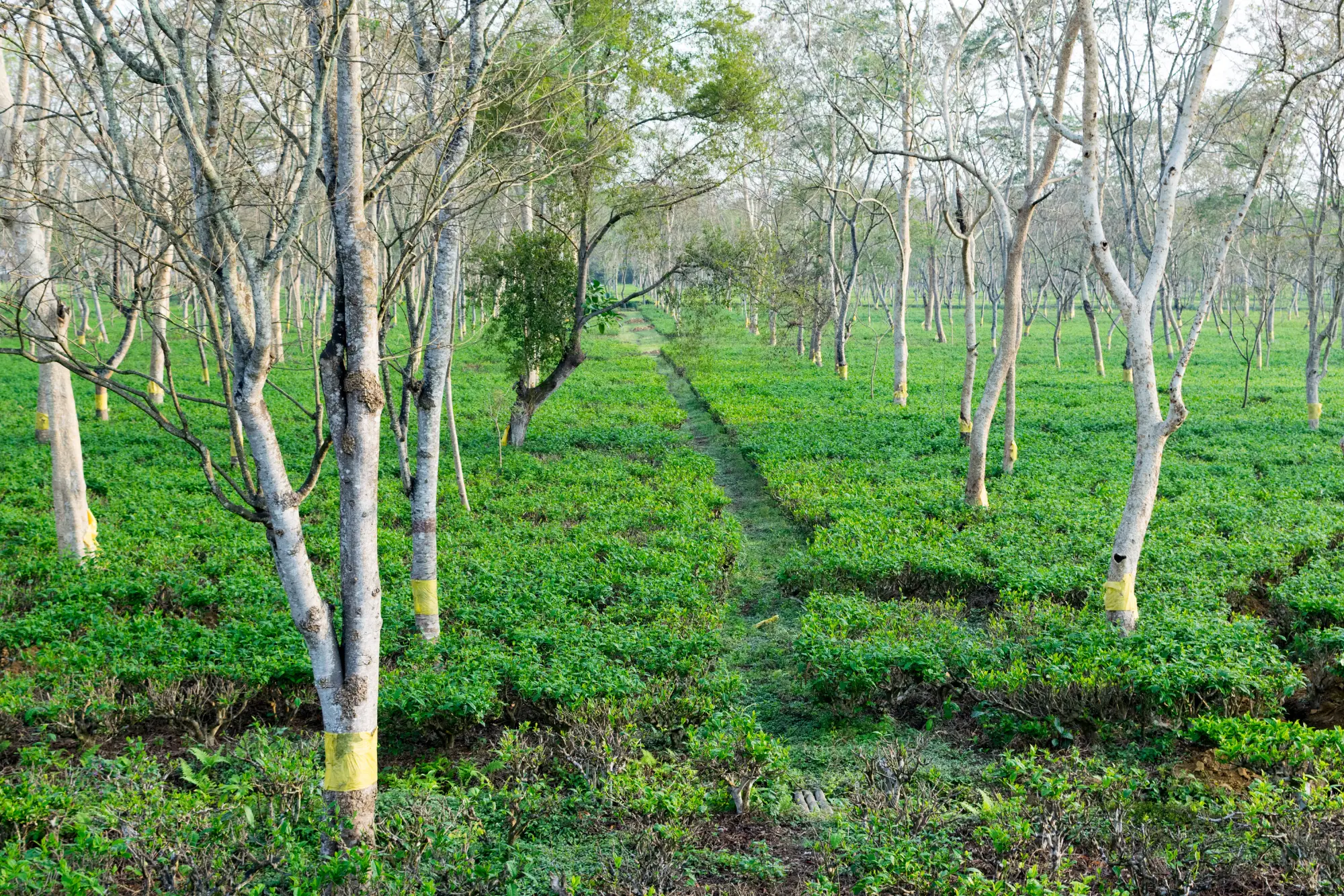 Dibrugarh Tea Gardens