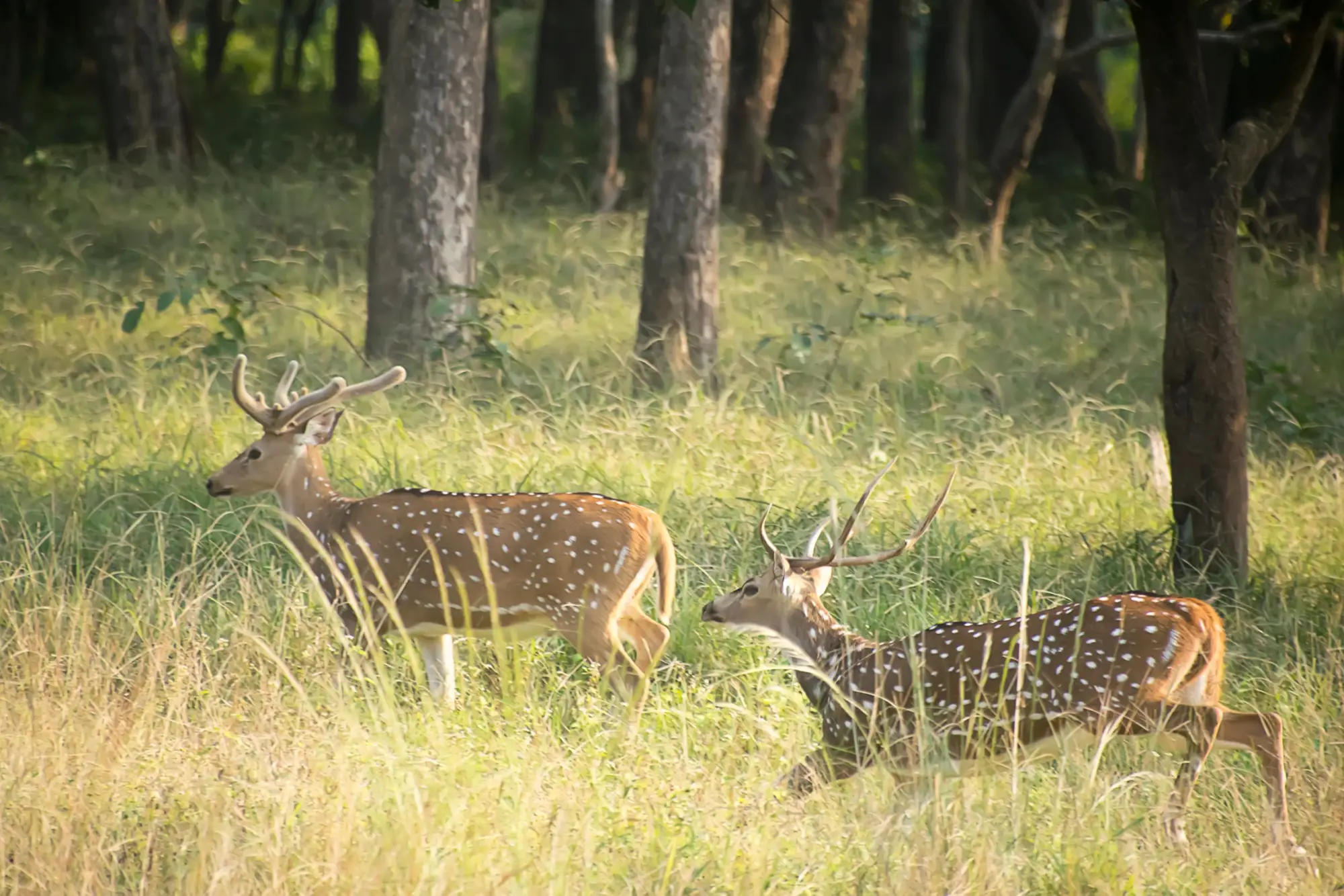 Kanha National Park