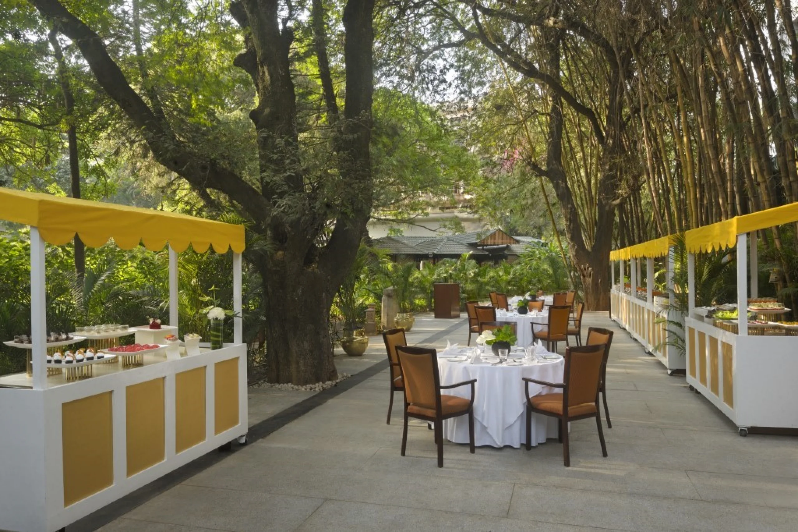 698c5a70649ae_bamboo-grove-day-shot