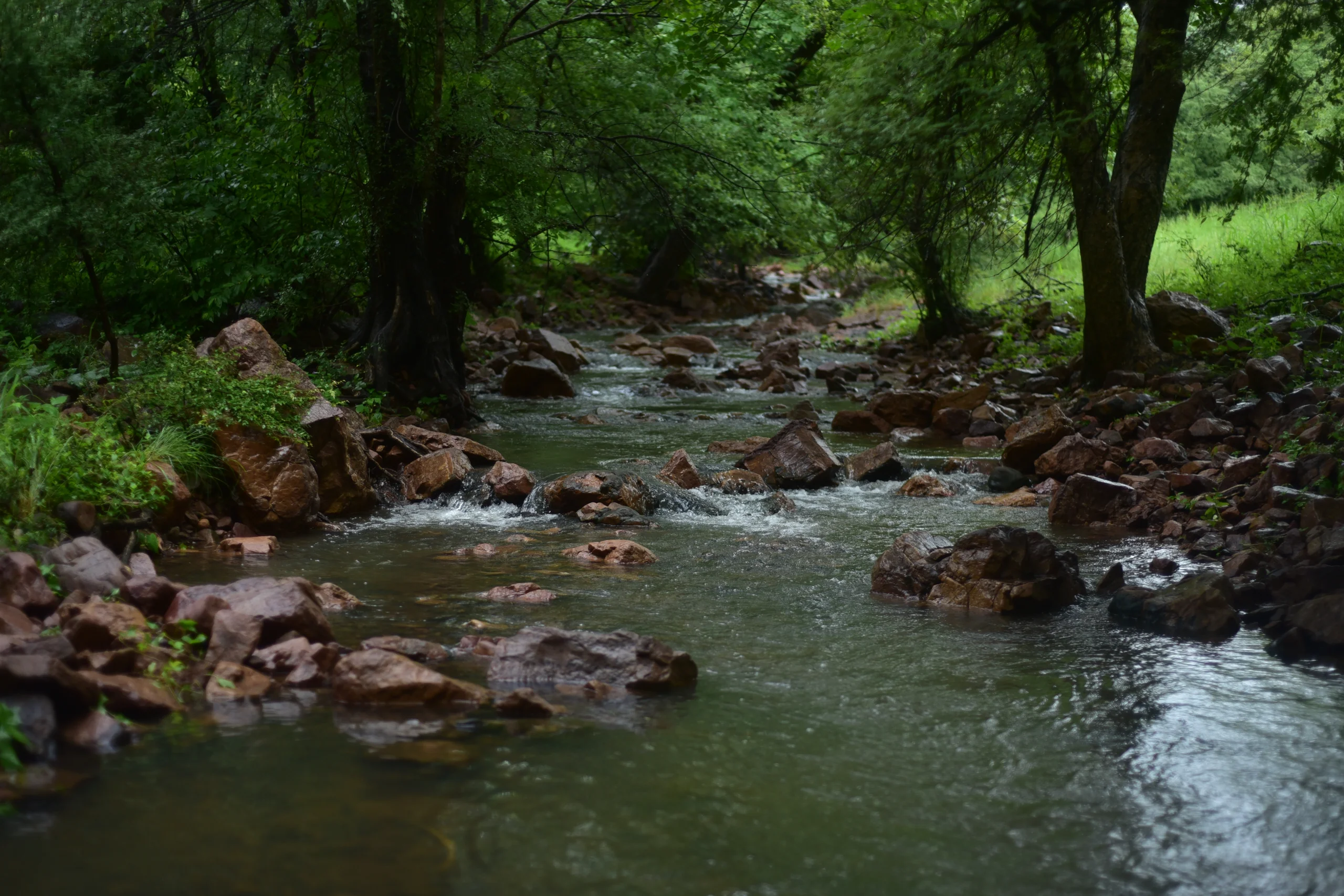 698dd5f414469_streams-in-forest