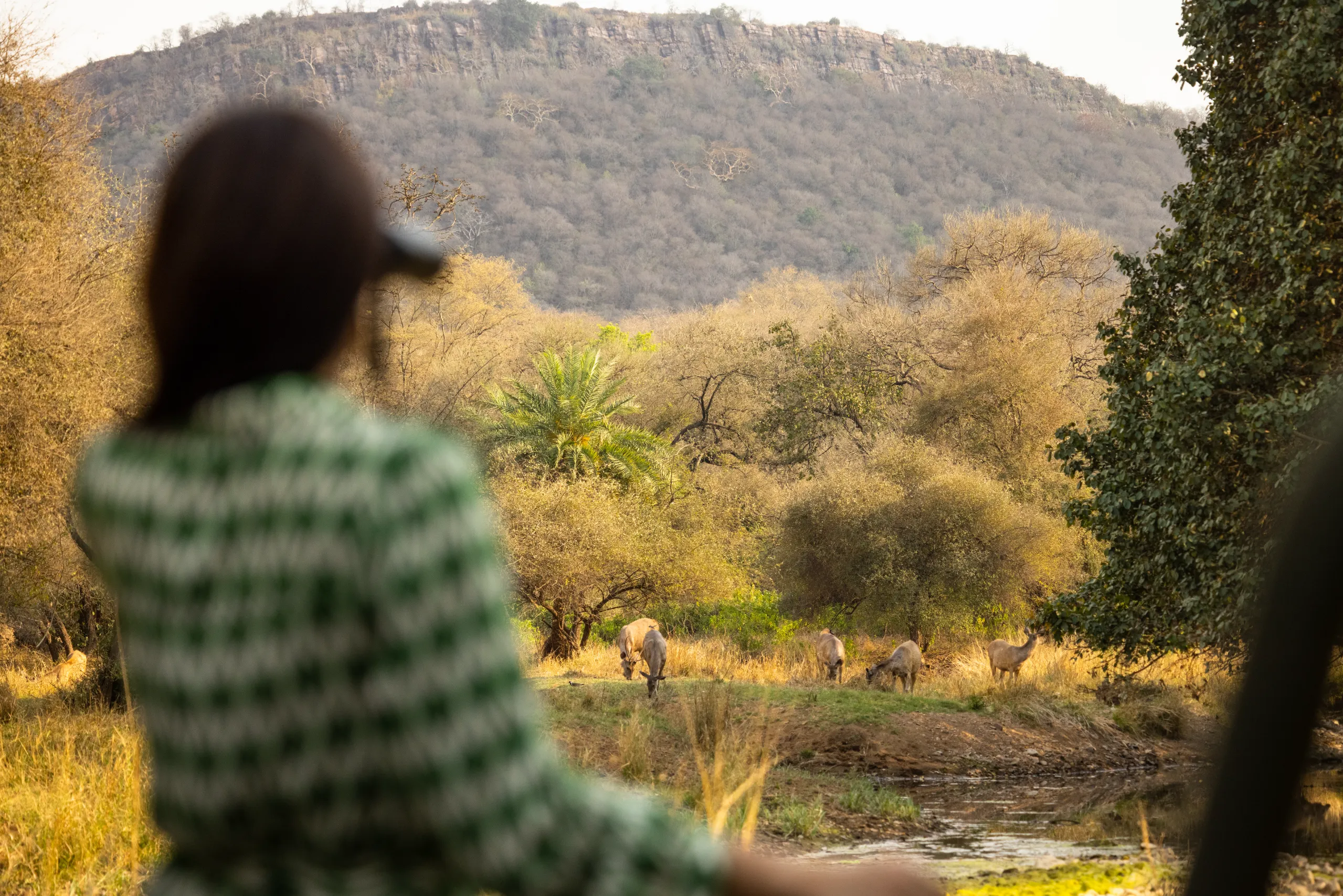 Ranthambhore National Park