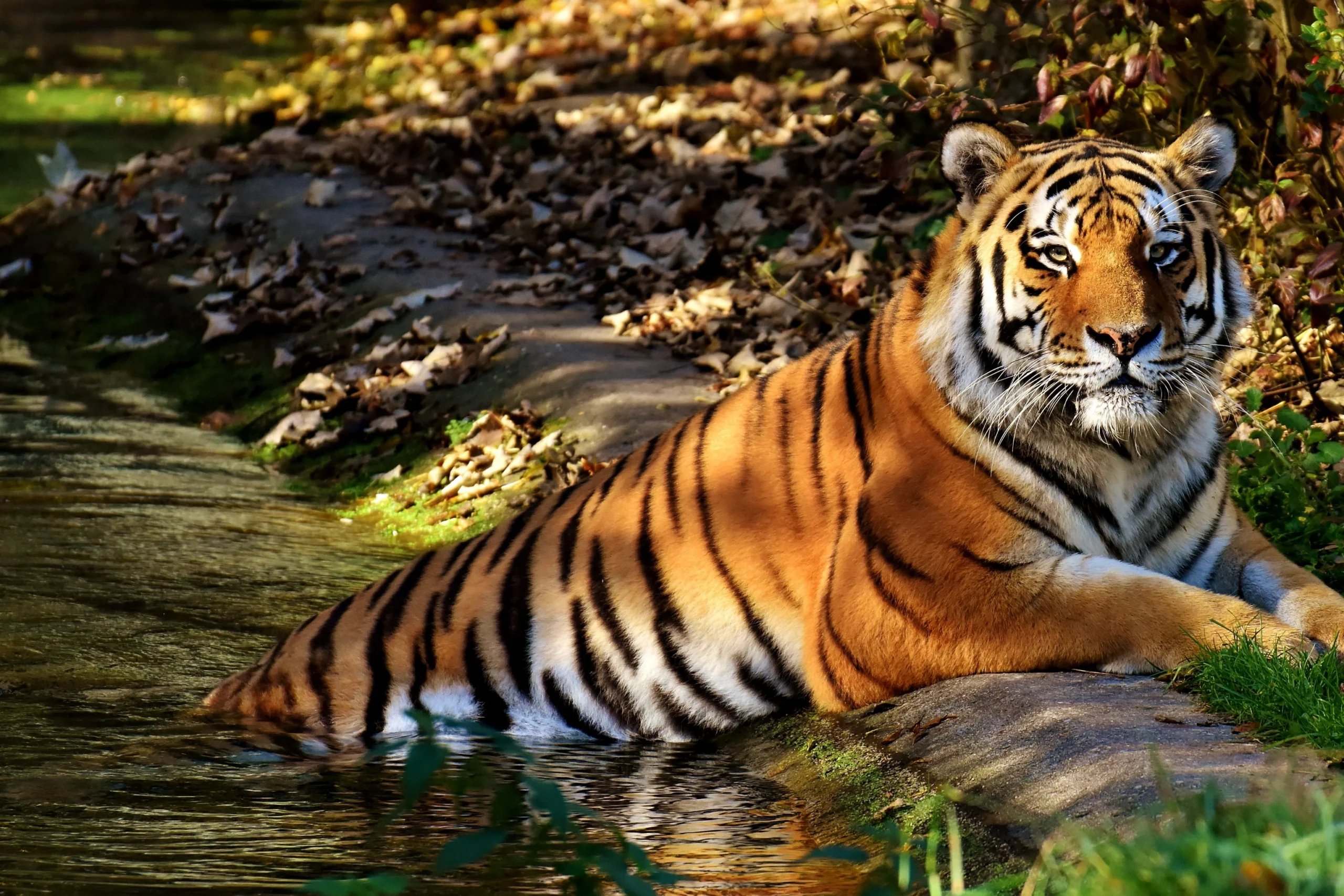 Golden Triangle with Wildlife