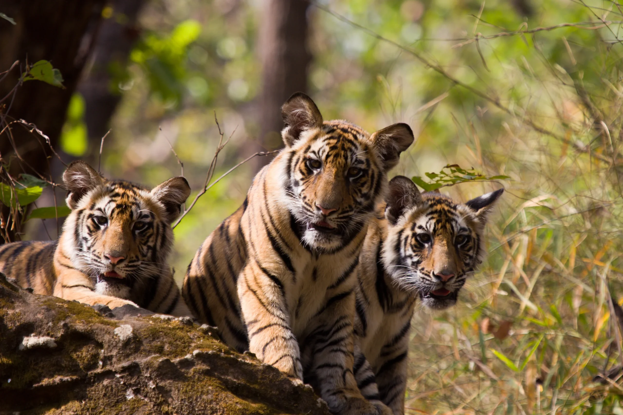 Bandhavgarh's Tiger Density