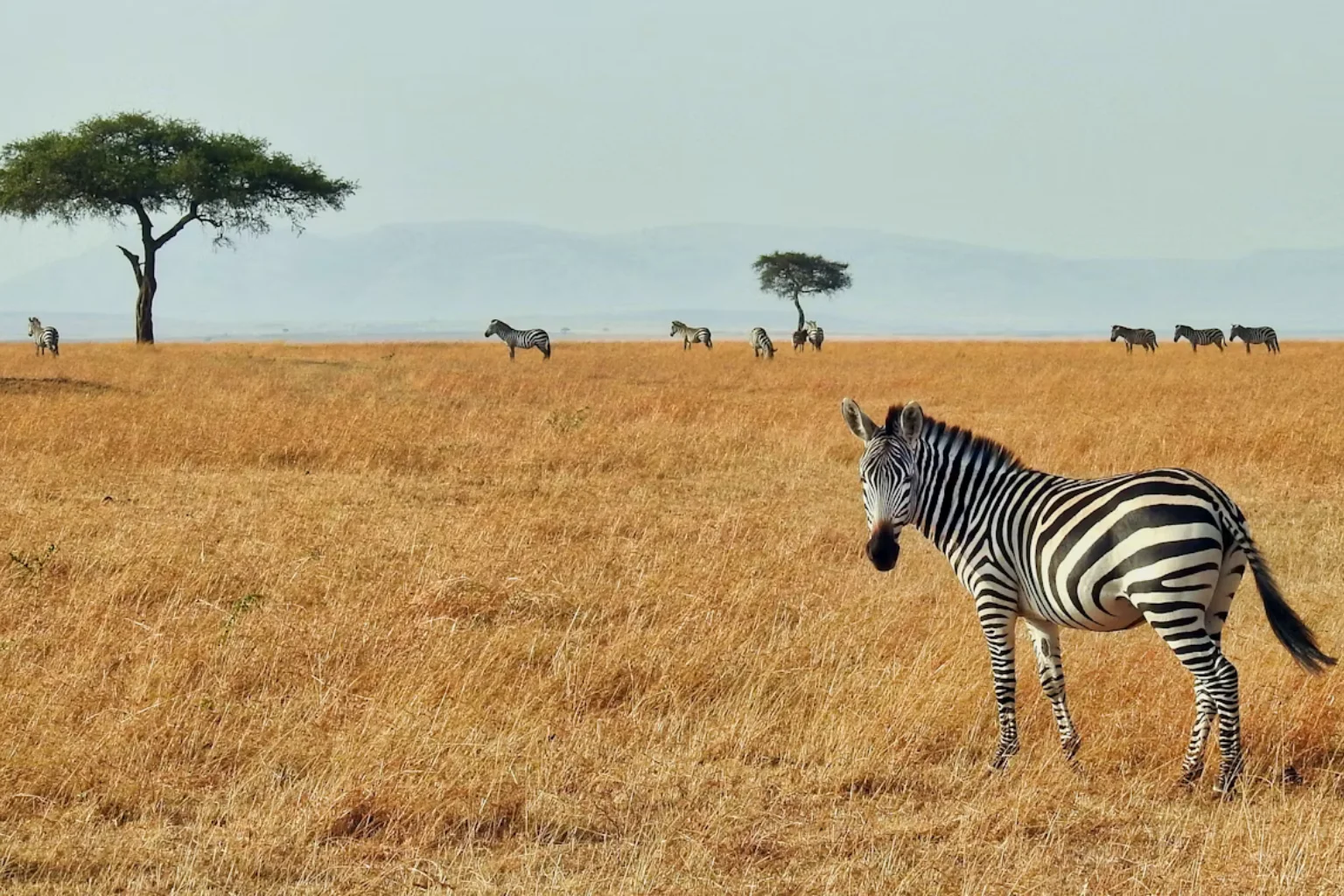 Classical Central Wildlife Experiences