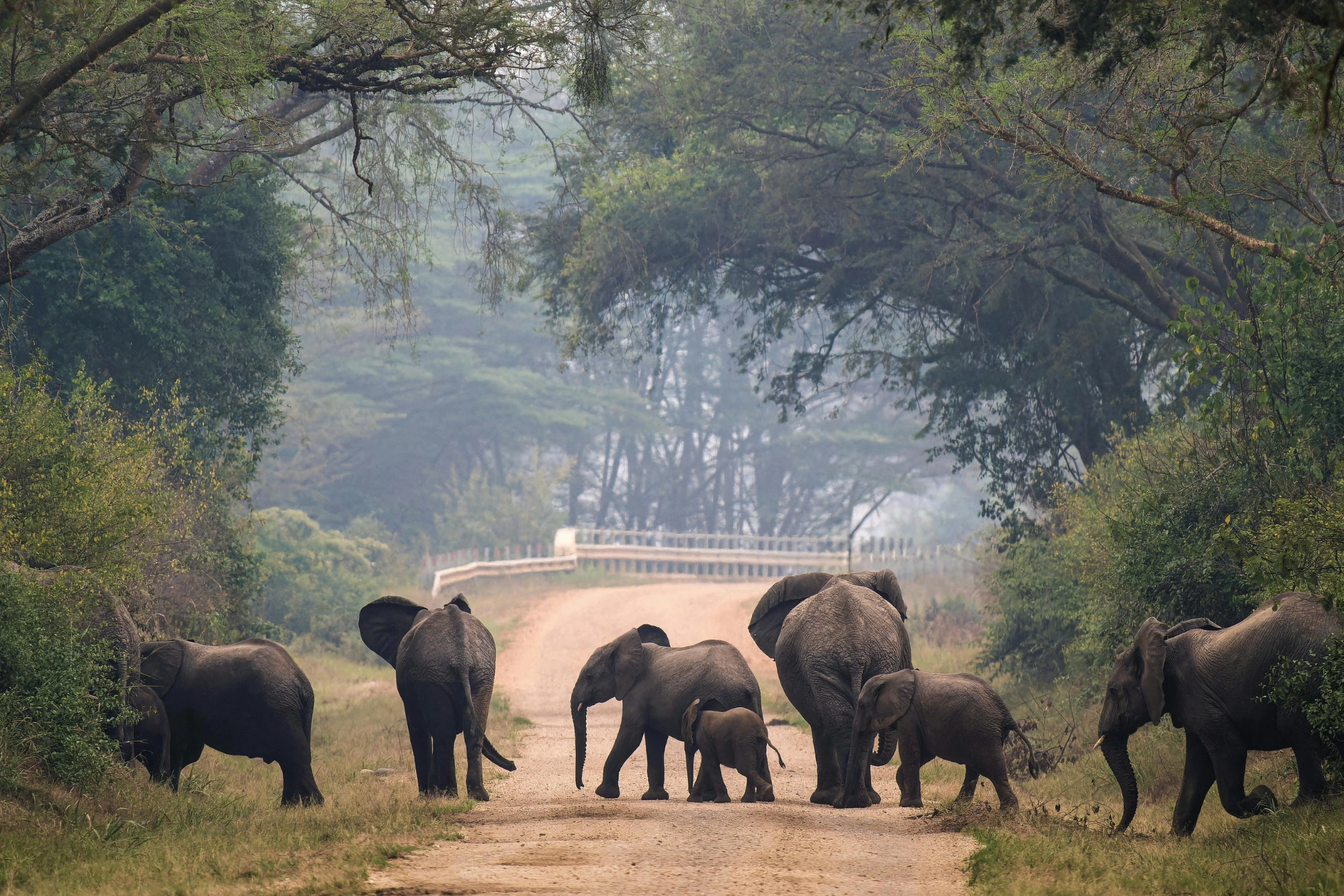 South India Wildlife Odyssey