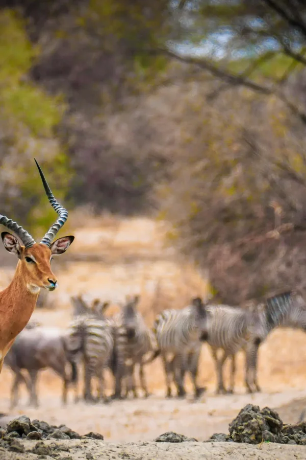 Wildlife & Safari 11